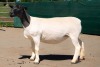 2X DORPER T5 EWE BEN VD WESTHYSEN. 046 684 0844 (PER PIECE TO TAKE THE LOT) - 2