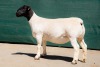 2X DORPER T5 EWE BEN VD WESTHYSEN. 046 684 0844 (PER PIECE TO TAKE THE LOT) - 3