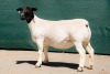 2X DORPER T5 EWE BEN VD WESTHYSEN. 046 684 0844 (PER PIECE TO TAKE THE LOT) - 4