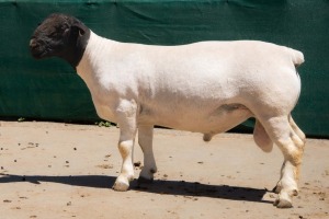 1X DORPER STUD RAM BEN VD WESTHYSEN. 046 684 0844