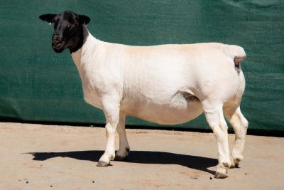 2X DORPER T5 EWE BEN VD WESTHYSEN. 046 684 0844 (PER PIECE TO TAKE THE LOT)