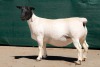 2X DORPER T5 EWE BEN VD WESTHYSEN. 046 684 0844 (PER PIECE TO TAKE THE LOT) - 2