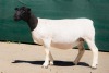 2X DORPER T5 EWE BEN VD WESTHYSEN. 046 684 0844 (PER PIECE TO TAKE THE LOT) - 3