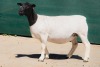 2X DORPER T5 EWE BEN VD WESTHYSEN. 046 684 0844 (PER PIECE TO TAKE THE LOT) - 4