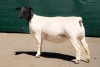 2X DORPER T5 EWE BEN VD WESTHYSEN. 046 684 0844 (PER PIECE TO TAKE THE LOT)