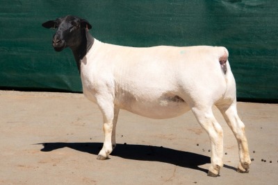 2X DORPER T5 EWE BEN VD WESTHYSEN. 046 684 0844 (PER PIECE TO TAKE THE LOT)