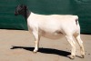 2X DORPER T5 EWE BEN VD WESTHYSEN. 046 684 0844 (PER PIECE TO TAKE THE LOT) - 2