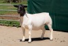 2X DORPER T5 EWE BEN VD WESTHYSEN. 046 684 0844 (PER PIECE TO TAKE THE LOT) - 3