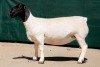 2X DORPER T5 EWE BEN VD WESTHYSEN. 046 684 0844 (PER PIECE TO TAKE THE LOT) - 4