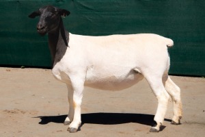 2X DORPER STUD EWE BEN VD WESTHYSEN. 046 684 0844 (PER PIECE TO TAKE THE LOT)