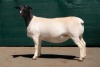 2X DORPER STUD EWE BEN VD WESTHYSEN. 046 684 0844 (PER PIECE TO TAKE THE LOT) - 3