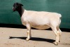 2X DORPER STUD EWE BEN VD WESTHYSEN. 046 684 0844 (PER PIECE TO TAKE THE LOT)