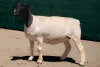 2X DORPER STUD EWE BEN VD WESTHYSEN. 046 684 0844 (PER PIECE TO TAKE THE LOT) - 2