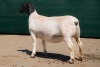 2X DORPER STUD EWE BEN VD WESTHYSEN. 046 684 0844 (PER PIECE TO TAKE THE LOT) - 3