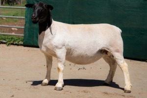 1X DORPER STUD EWE BEN VD WESTHYSEN. 046 684 0844