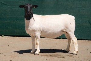 2X DORPER STUD EWE BEN VD WESTHYSEN. 046 684 0844 (PER PIECE TO TAKE THE LOT)