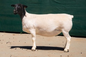 2X DORPER FLOCK EWE BEN VD WESTHYSEN. 046 684 0844 (PER PIECE TO TAKE THE LOT)