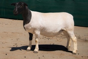 2X DORPER FLOCK EWE BEN VD WESTHYSEN. 046 684 0844 (PER PIECE TO TAKE THE LOT)