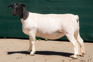 1X DORPER FLOCK EWE BEN VD WESTHYSEN. 046 684 0844