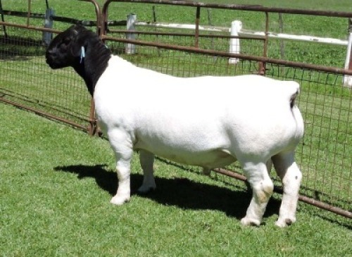 1X DORPER FLOCK RAM IZAK NEL DORPERS