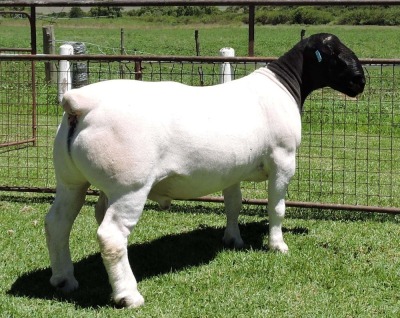 1X DORPER STUD RAM IZAK NEL DORPERS