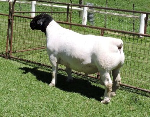 1X DORPER STUD RAM IZAK NEL DORPERS