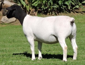 1X DORPER STUD EWE IZAK NEL DORPERS (HIGHEST BIDDER MAY CHOOSE A,B OR C - PER PIECE TO TAKE THE LOT)