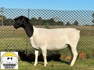 1X DORPER FLOCK EWE TIEGERPOORT DORPERSTOET