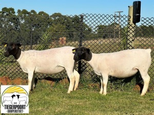 2X DORPER FLOCK EWE TIEGERPOORT DORPERSTOET (PER PIECE TO TAKE THE LOT)