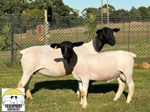 1+1X DORPER STUD EWE TIEGERPOORT DORPERSTOET