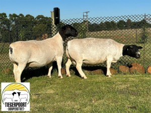 2X DORPER T5 EWE TIEGERPOORT DORPERSTOET (PER PIECE TO TAKE THE LOT)