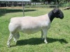 1X DORPER STUD RAM ALBIAN STOET