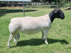 1X DORPER STUD RAM ALBIAN STOET