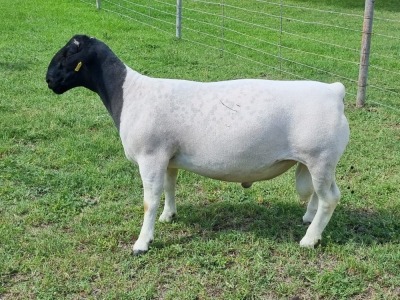 1X DORPER FLOCK RAM ALBIAN STOET