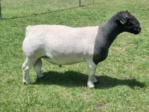 1X DORPER STUD RAM ALBIAN STOET