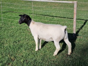 1X DORPER STUD EWE ALBIAN STOET