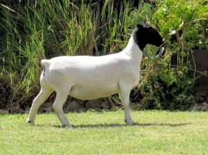 1X DORPER STUD EWE JOWILIZE DORPERS