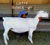 1X WHITE DORPER T5 EWE LARRY SNYDERS