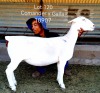 1X WHITE DORPER FLOCK EWE LARRY SNYDERS