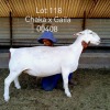 1X WHITE DORPER T5 EWE LARRY SNYDERS