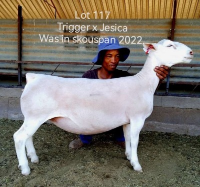 1X WHITE DORPER T5 EWE LARRY SNYDERS