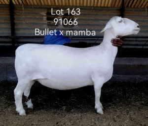 1X WHITE DORPER STUD EWE LARRY SNYDERS