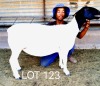 1X DORPER STUD EWE L & L DORPERS