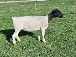 1X DORPER STUD EWE ALBIAN STOET