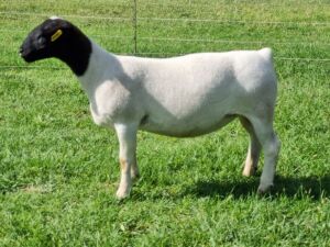 1X DORPER STUD EWE ALBIAN STOET