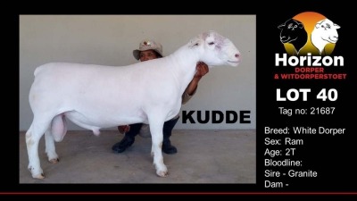 1X WHITE DORPER FLOCK RAM HORIZON WIT DORPERS