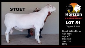 1X WHITE DORPER STUD RAM HORIZON WIT DORPERS