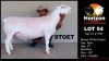 1X WHITE DORPER STUD RAM HORIZON WIT DORPERS