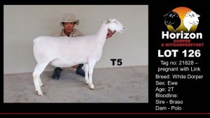 1X WHITE DORPER T5 EWE HORIZON WIT DORPERS