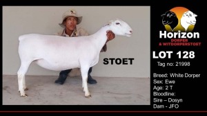 1X WHITE DORPER STUD EWE HORIZON WIT DORPERS